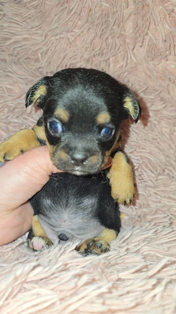 Teacup Chihuahua Puppies - Image 5