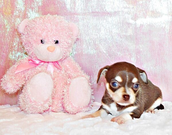 Precious Little Chocolate Tri Princess - Image 4