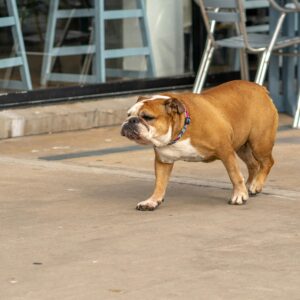 A bulldog walking on a city pavement in Uruguayana, Brazil, showcasing urban pet life.