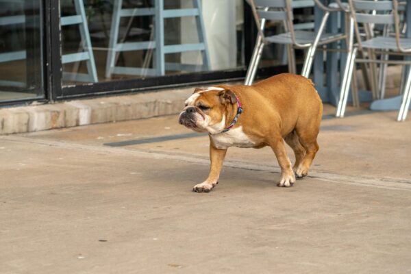 A bulldog walking on a city pavement in Uruguayana, Brazil, showcasing urban pet life.