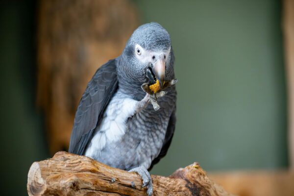 Close-up of a grey parrot eating a nut on a wooden log, captured indoors.