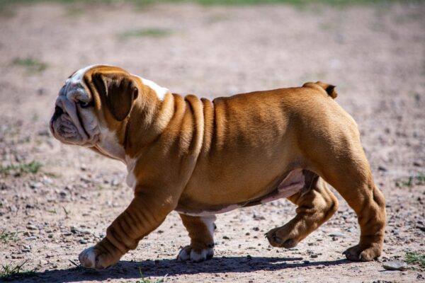 Adorable English Bulldog puppy walking confidently on a sunny outdoor path.