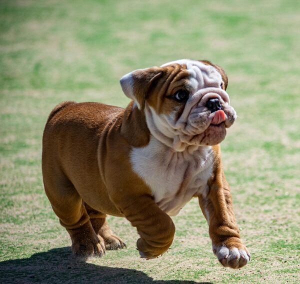 An adorable bulldog puppy joyfully runs on grass, showcasing its playful nature.