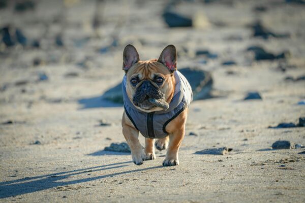 French Bulldog in a jacket walking on a sandy beach in Stamford, Connecticut.