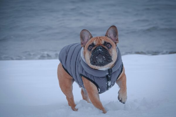 A French Bulldog in a warm coat frolics on a snowy beach in Stamford, Connecticut.