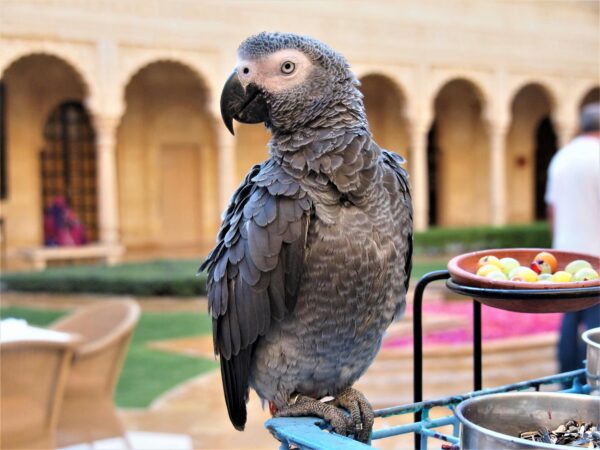 Close-up of an African Grey Parrot perched on a metal railing with blurred archways in Jaisalmer, India.